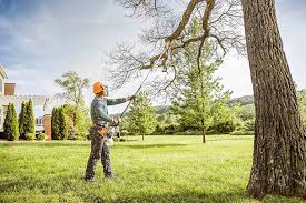 Best Tree Planting Services  in Webster, FL